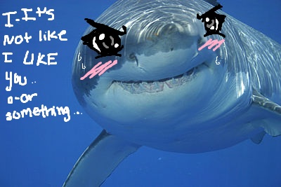 tsundere shark