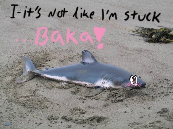 stuck shark