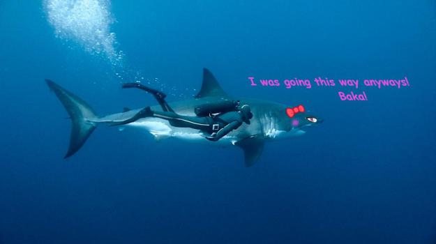 going this way shark